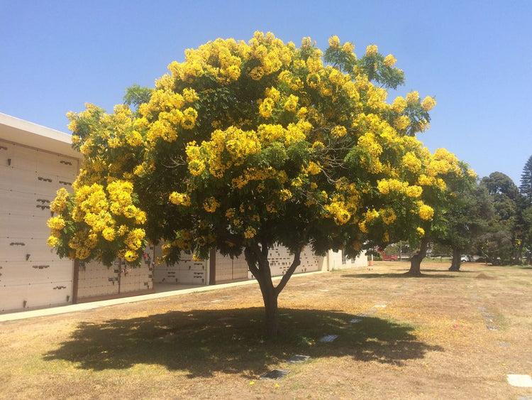 Roosevelt Memorial Park - Los Angeles