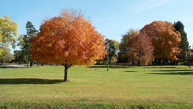 Glen Haven Memorial Gardens - New Carlisle