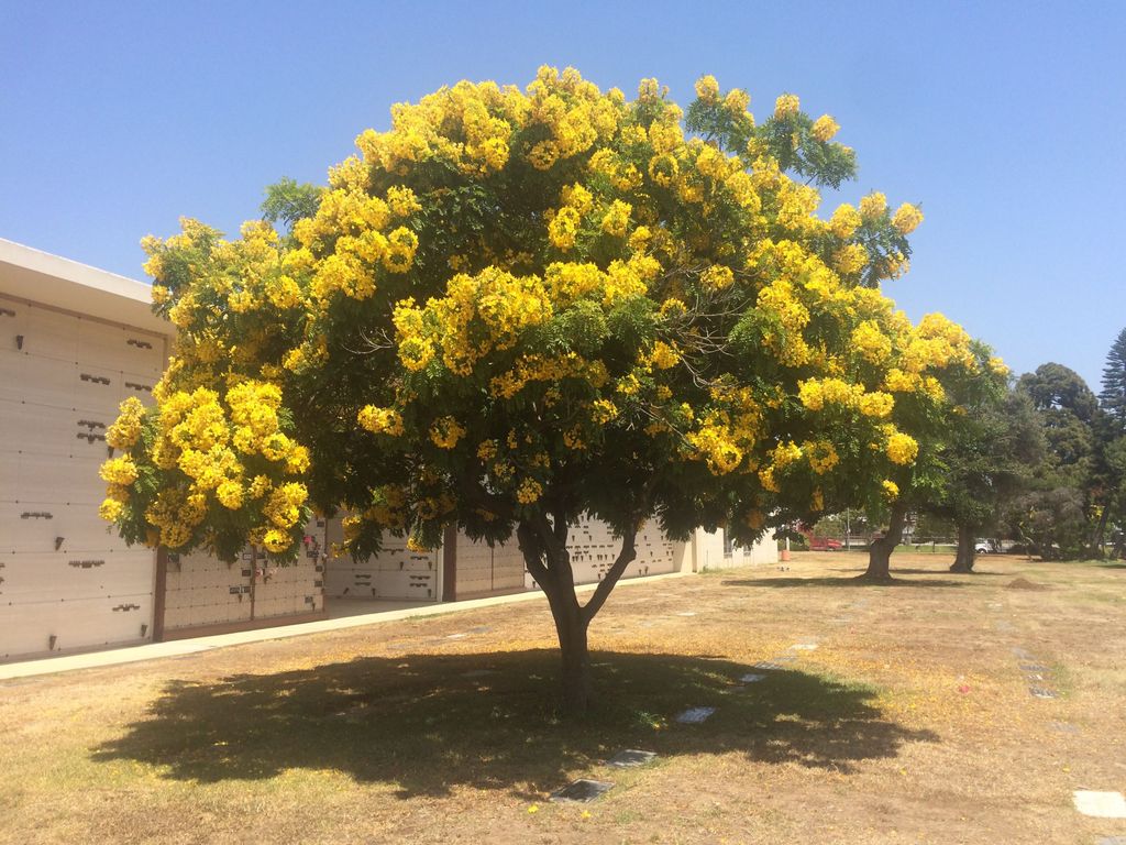 Roosevelt Memorial Park - Los Angeles
