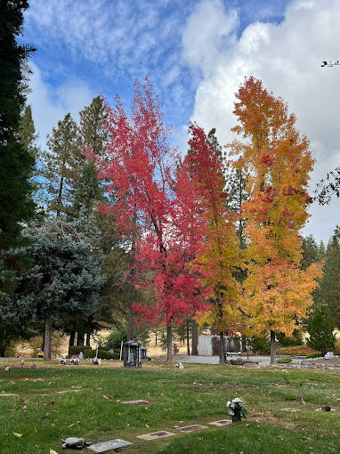 Amador Memorial Cemetery - Buckhorn