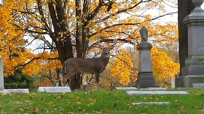Crown Hill Cemetery - Centerville