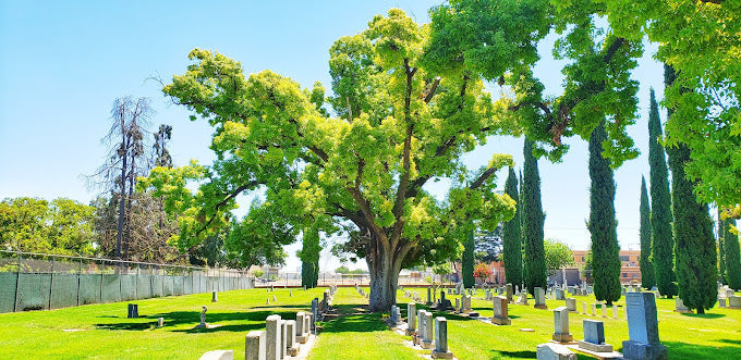 Turlock Cemetery - Turlock