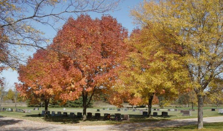 Gate of Heaven Cemetery - La Crosse