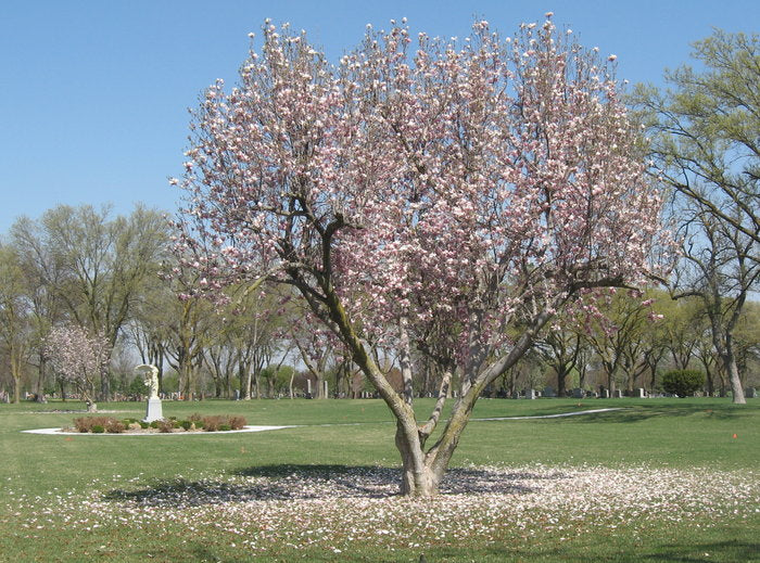 Parkview Cemetery - Hastings