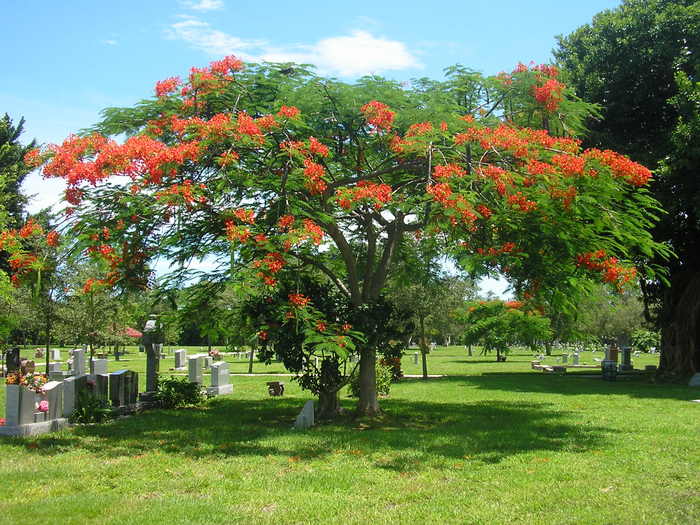 Evergreen Cemetery - Fort Lauderdale