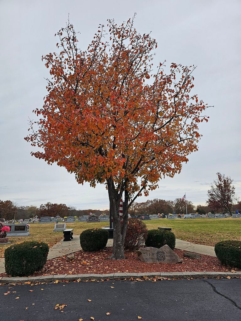 Sunset Memorial Estates - Waynesville