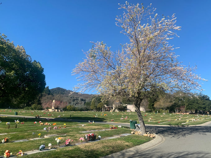Queen of Heaven Cemetery - Lafayette