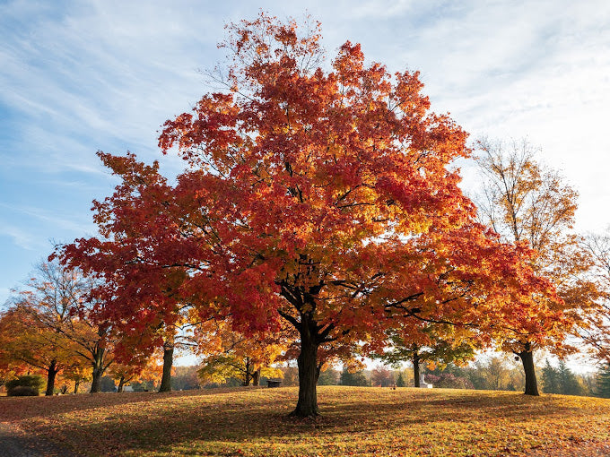 Oakland Hills Memorial Gardens - Novi