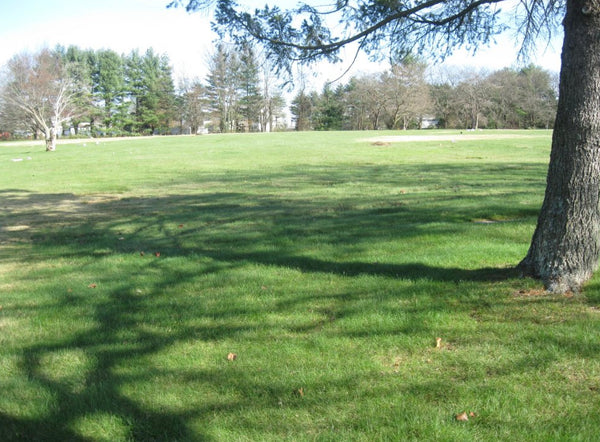 Four plots in a beautiful part of the cemetery